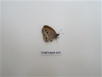 藏品(眼蝶科)的圖片